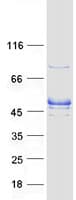 Human RASGEF1A Protein (Recombinant Myc-DDK (Flag))