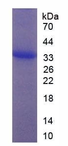 Mouse EGF Protein (Recombinant His-SUMO, N-terminus)