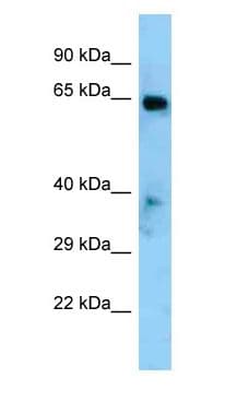 EYA1 Antibody (aa201-250)