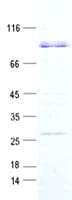 Human RIPK3 / RIP3 Protein (Recombinant GST, N-terminus)