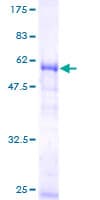 Human HNRPA1 / HnRNP A1 Protein (Recombinant GST)