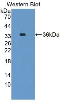 DPEP3 Antibody (PE)