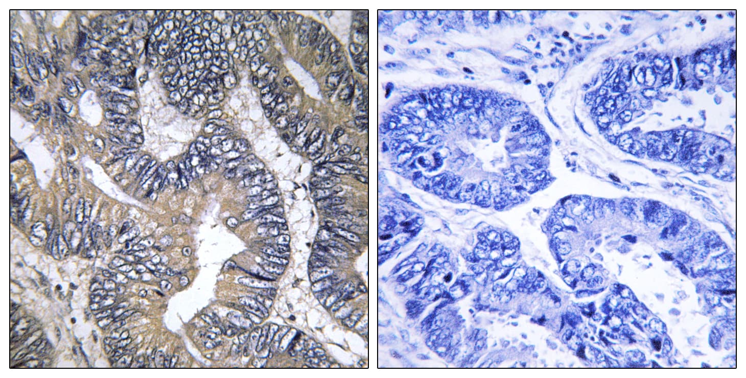 GTPBP2 Antibody (aa31-80)