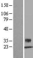 KLK6 / Kallikrein 6 Protein (Over-Expression Lysate Myc-DDK (Flag))