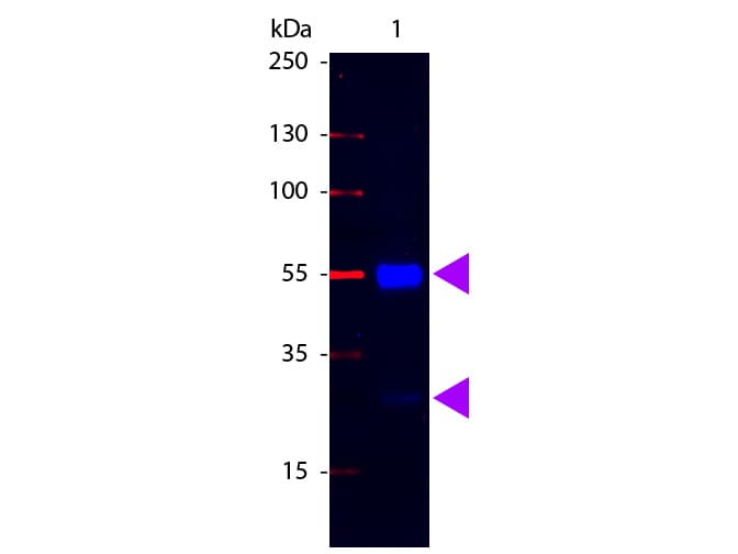 Rabbit Anti-Pig IgG Secondary Antibody (FITC)