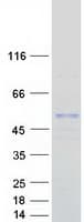 Human ASB3 Protein (Recombinant Myc-DDK (Flag))