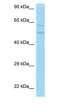 PACSIN3 Antibody (aa289-338)