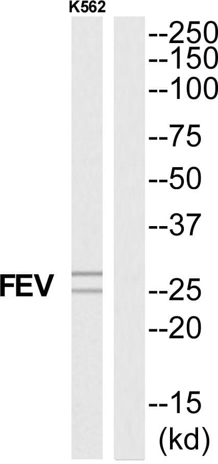 FEV / PET1 Antibody
