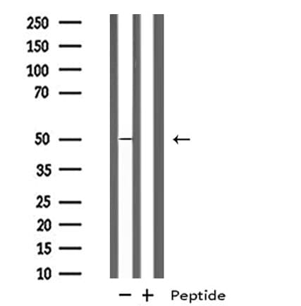 HRH3 / Histamine 3 Receptor Antibody