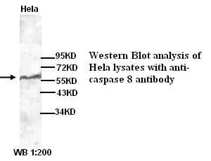 CASP8 / Caspase 8 Antibody