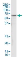 NDUFV1 Antibody (clone 4A7)