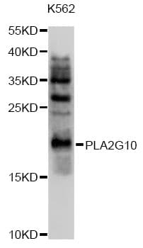 PLA2G10 Antibody