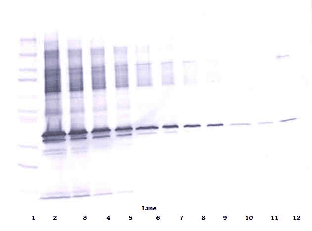 Polyclonal Rabbit anti-Human APOE / Apolipoprotein E Antibody (Biotin, WB)