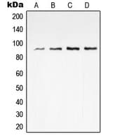 VGF Antibody (C-Terminus)