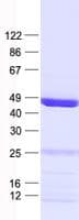 Human IQCD Protein (Recombinant His, N-Terminal)