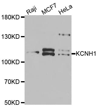 Kv10.1 / KCNH1 Antibody