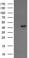 CALR3 Antibody (clone OTI1D2)