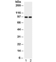 Polyclonal Rabbit anti-Mouse AHR Antibody (WB)