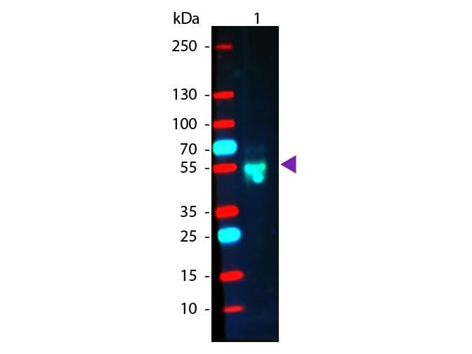 Polyclonal Goat Anti-Rabbit IgG Secondary Antibody (RPE, IF, WB)