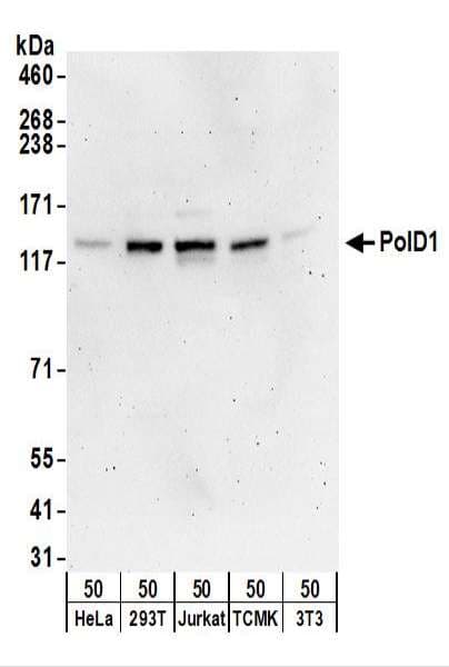 POLD1 Antibody (aa930-980)