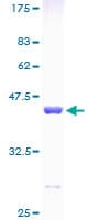 Human FKBP1A / FKBP12 Protein (Recombinant GST)