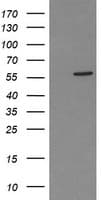 PPAT Antibody (aa42-278, clone OTI1D9, Carrier-free)