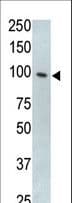 TLR5 Antibody (aa71-102)