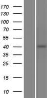 PCMTD2 Protein (Over-Expression Lysate Myc-DDK (Flag))