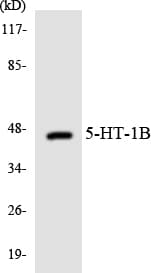 Polyclonal Rabbit anti-Human HTR1B / 5-HT1B Receptor Antibody (aa179-228, WB)