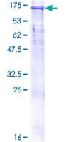 Human Cullin 4B / CUL4B Protein (Recombinant GST)