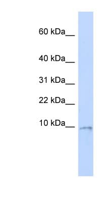 UQCR10 / UCRC Antibody (C-Terminus)