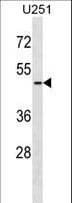 ARMCX3 Antibody (aa299-325)
