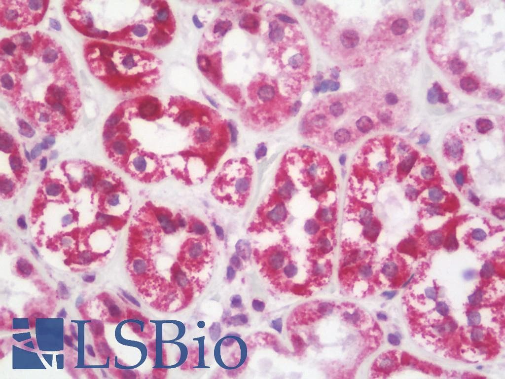 IHC-plus™ CEP152 Antibody (Arg877)
