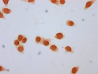 HIST1H3A Antibody