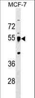 LRRC42 Antibody (aa44-71)