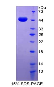 Human GDF2 / BMP9 Protein (Recombinant His-T7)