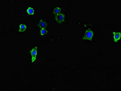 FAM46C Antibody
