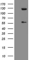 USP54 Antibody (clone OTI1G6)