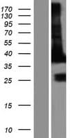 MAPRE2 / EB2 Protein (Over-Expression Lysate Myc-DDK (Flag))