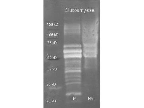 Polyclonal Goat anti-Rhizopus Glucoamylase Antibody (WB)