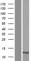 LST1 Protein (Over-Expression Lysate Myc-DDK (Flag))