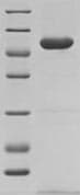 Mouse YWHAB / 14-3-3 Beta Protein (Recombinant 6His-SUMOstar, N-terminus)