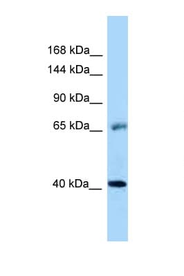 EGFR Antibody (aa301-350)