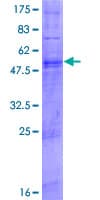 Human TAS2R9 Protein (Recombinant GST)