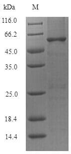 Lactobacillus reuteri groL Protein (Recombinant 6His, N-terminus)