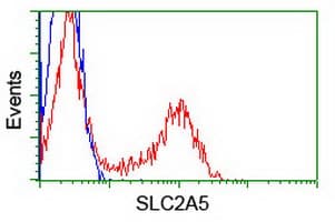 SLC2A5 / GLUT5 Antibody (clone OTI14C8)