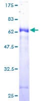 Human CA-VB / CA5B Protein (Recombinant GST)