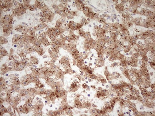 APOE / Apolipoprotein E Antibody (clone OTI1D6, Carrier-free)