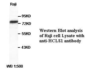 HCLS1 Antibody