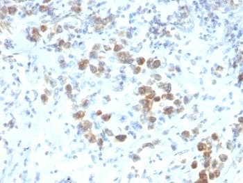 PAX6 Antibody (aa1-300, clone SPM612)